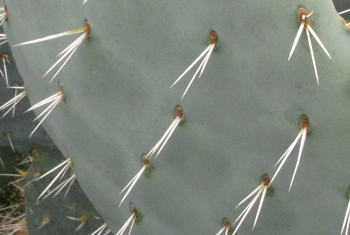 Pépinière Palmaris Opuntia robusta Castelnau