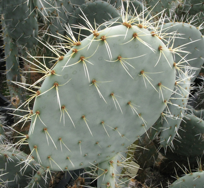 Pépinière Palmaris Opuntia robusta Cosihuriachi