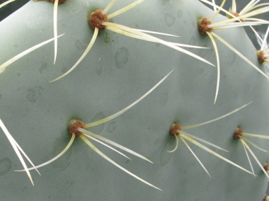 Pépinière Palmaris Opuntia robusta Cosihuriachi