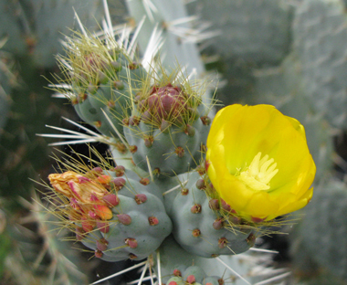 Pépinière Palmaris Opuntia robusta Cosihuriachi