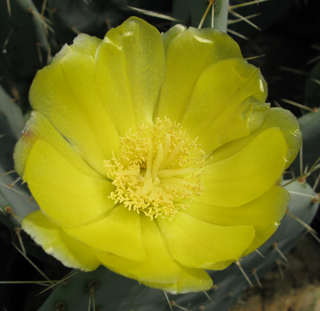 Pépinière Palmaris Opuntia robusta Cosihuriachi