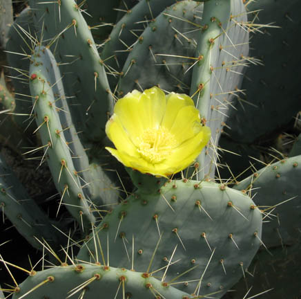 Pépinière Palmaris Opuntia robusta Cosihuriachi