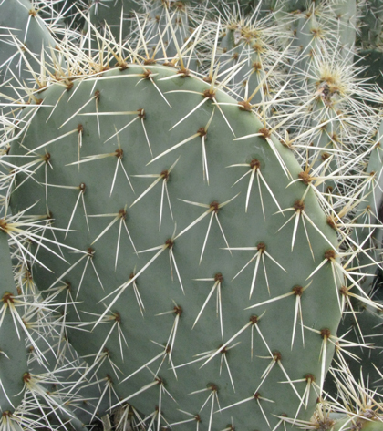 Pépinière Palmaris Opuntia robusta Cuerva