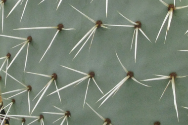 Pépinière Palmaris Opuntia robusta Cuerva