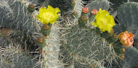 Pépinière Palmaris Opuntia robusta Cuerva