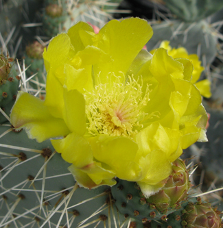 Pépinière Palmaris Opuntia robusta Cuerva