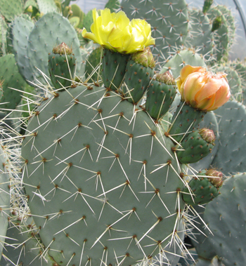 Pépinière Palmaris Opuntia robusta Cuerva