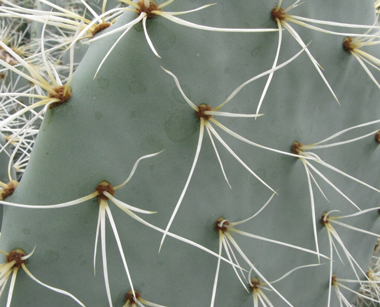 Pépinière Palmaris Opuntia robusta Gerrana