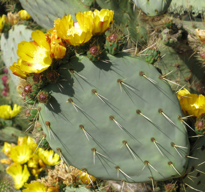 Pépinière Palmaris Opuntia robusta Gerrana