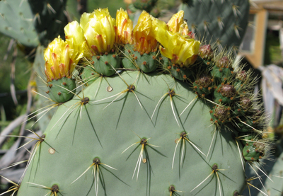 Pépinière Palmaris Opuntia robusta Gerrana