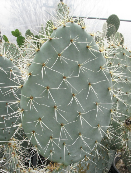 Pépinière Palmaris Opuntia robusta Gerrana