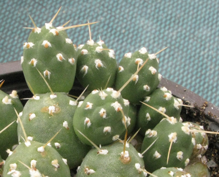 Pépinière Palmaris Opuntia rossiana X rossiana