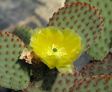 Pépinière Palmaris Opuntia rufida