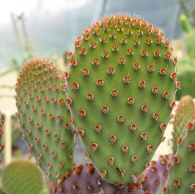 Pépinière Palmaris Opuntia rufida