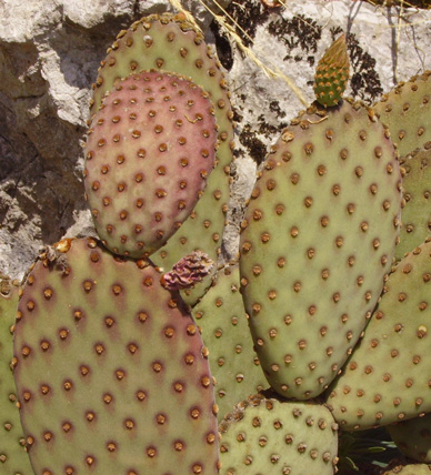 Pépinière Palmaris Opuntia rufida