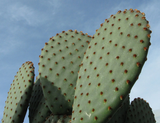 Pépinière Palmaris Opuntia rufida