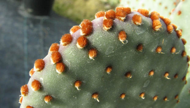 Pépinière Palmaris Opuntia rufida