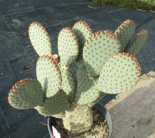 Pépinière Palmaris Opuntia rufida