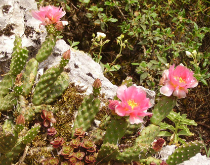 Pépinière Palmaris Opuntia polyacantha rutila