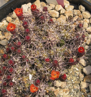 Pépinière Palmaris Opuntia rutilans