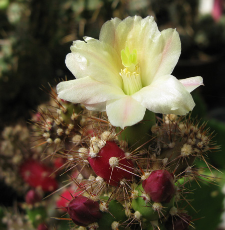 Pépinière Palmaris Opuntia salmiana