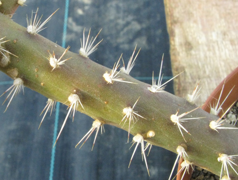 Pépinière Palmaris Opuntia salmiana