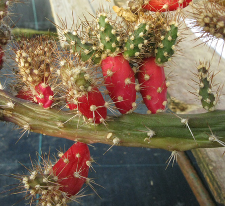 Pépinière Palmaris Opuntia salmiana