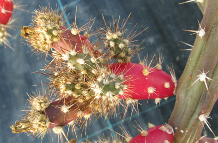 Pépinière Palmaris Opuntia salmiana