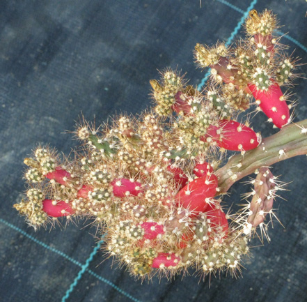 Pépinière Palmaris Opuntia salmiana