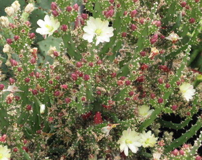 Pépinière Palmaris Opuntia salmiana