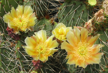 Pépinière Palmaris Opuntia sandiana