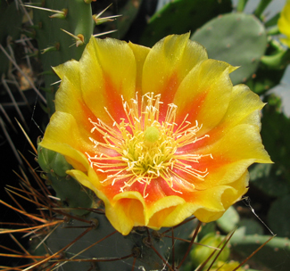 Pépinière Palmaris Opuntia sandiana