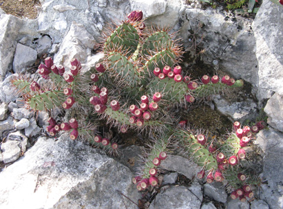 Pépinière Palmaris Opuntia sandiana