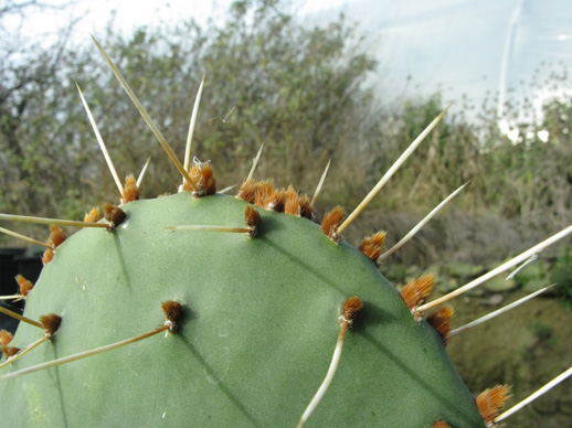 Pépinière Palmaris Opuntia sanguinicula