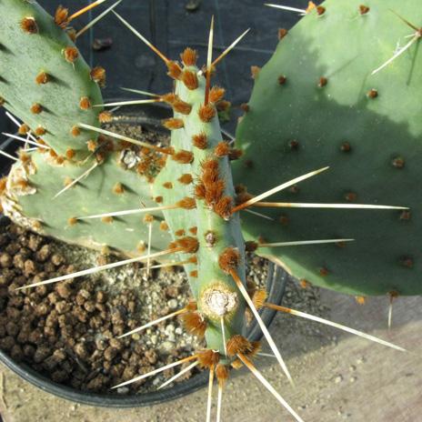 Pépinière Palmaris Opuntia sanguinicula