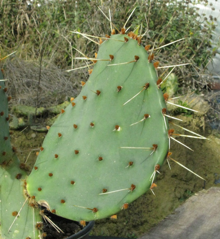 Pépinière Palmaris Opuntia sanguinicula