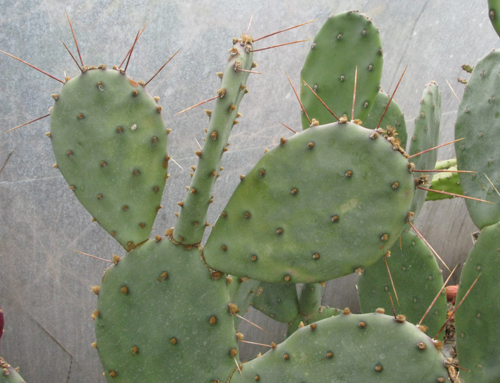 Pépinière Palmaris Opuntia santa-rita