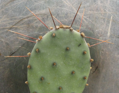 Pépinière Palmaris Opuntia santa-rita