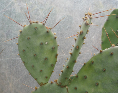 Pépinière Palmaris Opuntia santa-rita