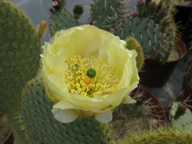 Pépinière Palmaris Opuntia scheerii