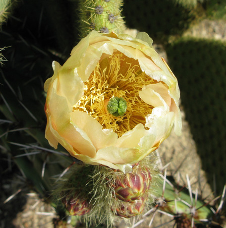 Pépinière Palmaris Opuntia scheerii