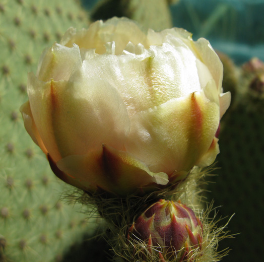 Pépinière Palmaris Opuntia scheerii