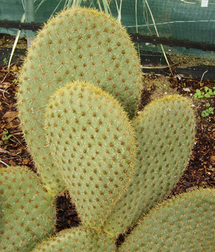 Pépinière Palmaris Opuntia scheerii