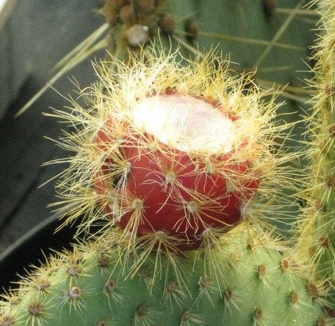 Pépinière Palmaris Opuntia scheerii