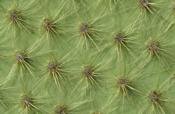 Pépinière Palmaris Opuntia scheerii