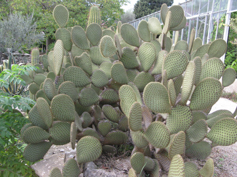 Pépinière Palmaris Opuntia scheerii