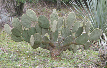 Pépinière Palmaris Opuntia scheerii