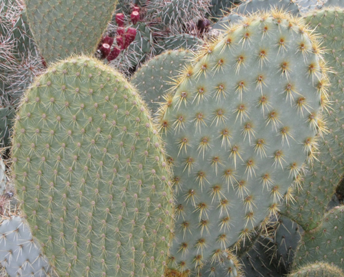 Pépinière Palmaris Opuntia scheerii et scheeri longispina