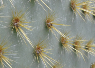 Pépinière Palmaris Opuntia scheerii longispina