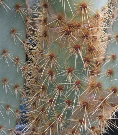 Pépinière Palmaris Opuntia scheerii longispina